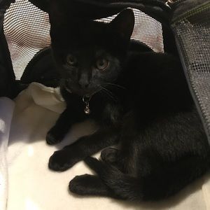 Meet your Posher, Lola